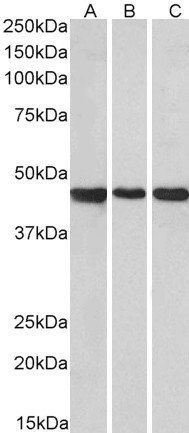 Goat anti-PROKR2 Antibody