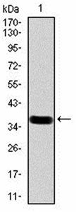 PROM1 Antibody