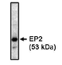 Mouse Human Prostaglandin-E2 receptor EP2 Antibody