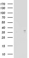 PSMA6 Antibody