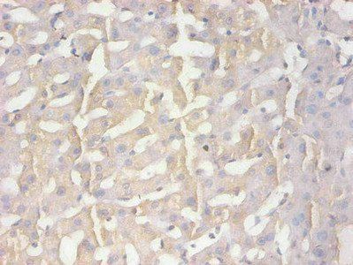 AMBP Antibody
