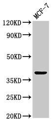 ATOH1 Antibody