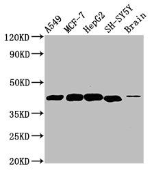 DLK1 Antibody