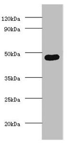 DLK1 Antibody