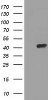 PRKAR1A Antibody