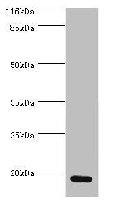 S100A4 Antibody