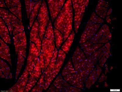 Protein BOC Rabbit Polyclonal Antibody