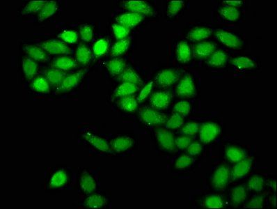 PRPF8 Antibody
