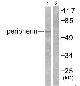 PRPH Antibody