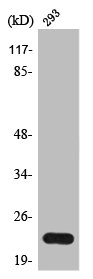 PRSS1 Antibody
