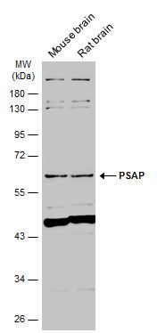 PSAP antibody [N1N3]