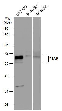PSAP antibody [N1N3]