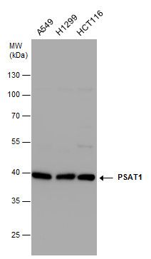 phosphoserine aminotransferase 1 Antibody