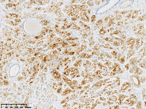 PSMA Antibody