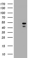 FOLH1 Antibody