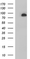 PSMA2 Antibody