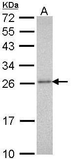 proteasome subunit alpha 3 Antibody