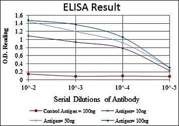 PSMB8 Antibody