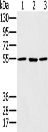 PSMC1 Antibody