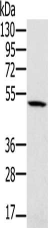 PSMC2 Antibody