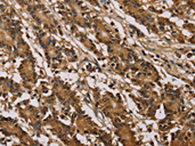 PSMC2 Antibody