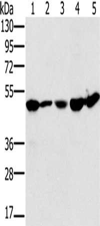 PSMC2 Antibody
