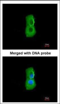 proteasome 26S subunit, ATPase 3 Antibody