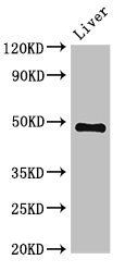 PSMC4 Antibody