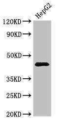 PSMC5 Antibody