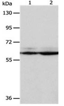 PSMD3 Rabbit Polyclonal Antibody