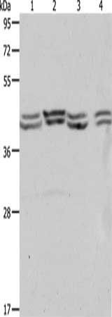 PSMD6 Antibody
