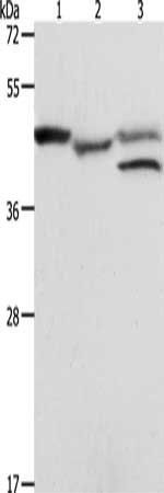 PSMD6 Antibody