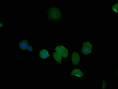 PSMD6 Antibody