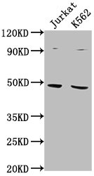 PSMD6 Antibody