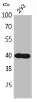 PTGDR2 Antibody