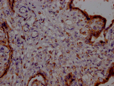 PTGER2 Antibody