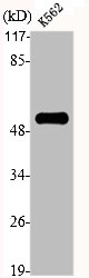 PTGER4 Antibody