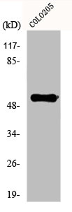 PTGER4 Antibody