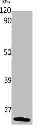 PTGES3 Antibody