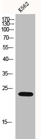 PTGES3 Antibody