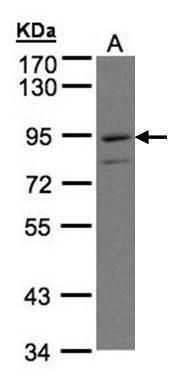 PTGFRN antibody [C3], C-term
