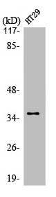 PTGR1 Antibody