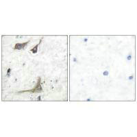 PTGS1 Antibody