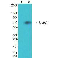 PTGS1 Antibody