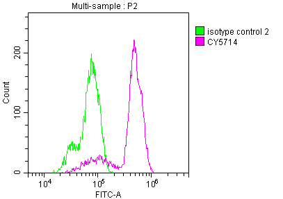 PTGS1 Antibody