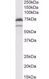 Goat anti-COX1 / PTGS1 Antibody