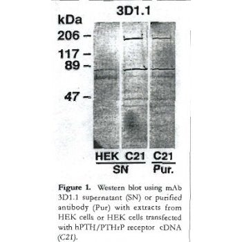 PTHLH Monoclonal Antibody