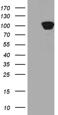 TWF1 Antibody