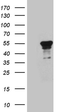 TWF1 Antibody