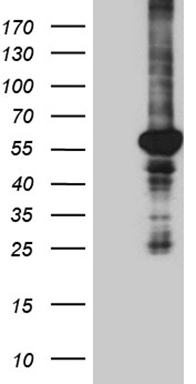 TWF1 Antibody